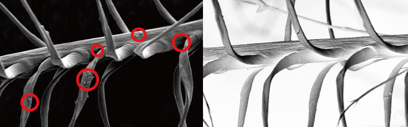 羽毛の顕微鏡写真